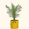 BOURGEON - Dattier des canaries - phoenix canariensis 90cm + pot respirant jaune ø30cm