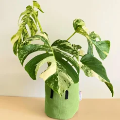 BOURGEON - Monstera deliciosa variegata 50cm + pot respirant vert ø20cm