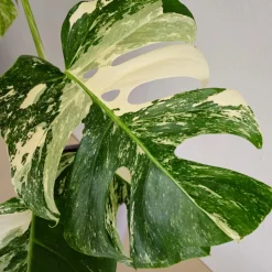 BOURGEON - Monstera deliciosa variegata 50cm + pot respirant vert ø20cm