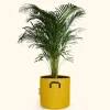 BOURGEON - Palmier areca - dypsis lutescens 120cm + pot respirant jaune ø30cm