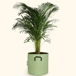 BOURGEON - Palmier areca - dypsis lutescens 120cm + pot respirant vert ø30cm