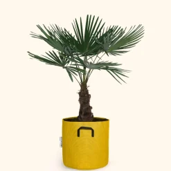 BOURGEON - Palmier de chine - trachycarpus fortunei 100cm + pot respirant jaune ø30cm