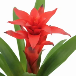 Bromeliacee Coupe céramique D16 cm - Coloris variables