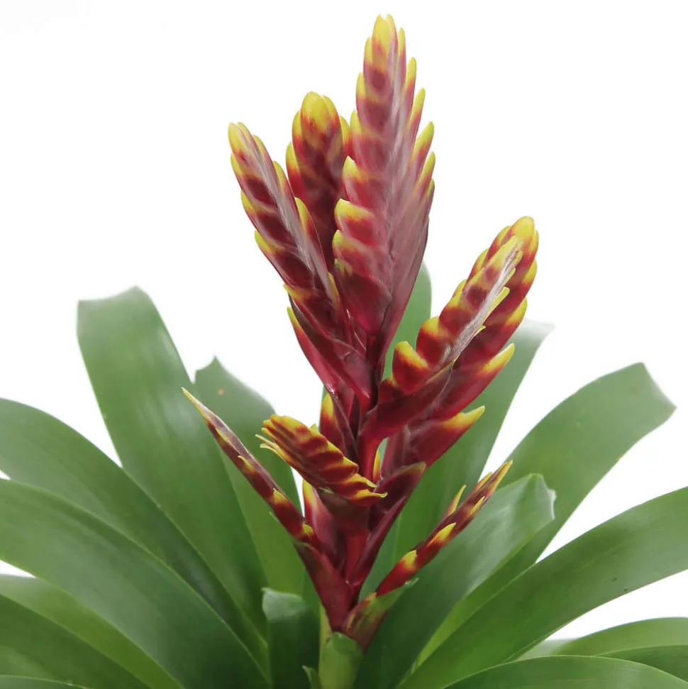 Bromeliacee Coupe céramique D16 cm - Coloris variables