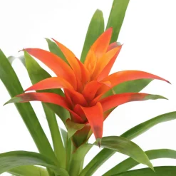 Bromeliacee Coupe céramique D16 cm - Coloris variables
