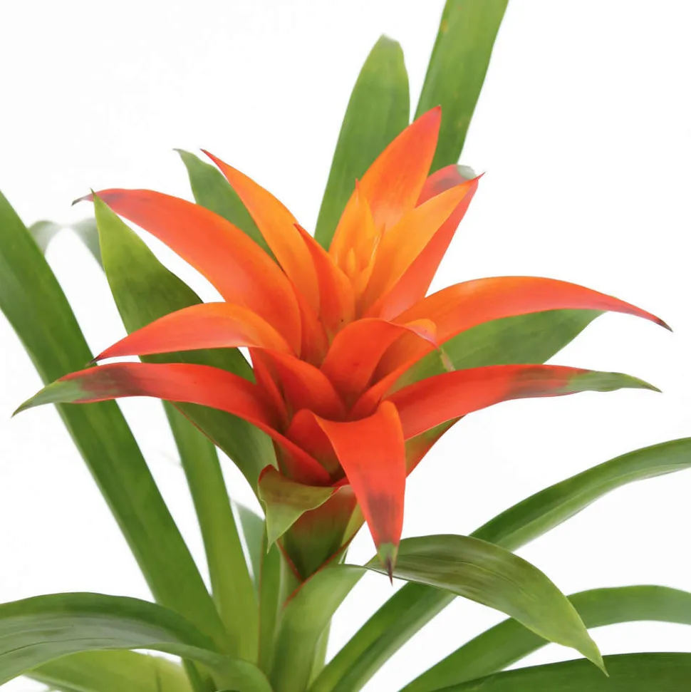 Bromeliacee Coupe céramique D16 cm - Coloris variables