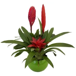 Bromeliacee Coupe céramique D16 cm - Coloris variables