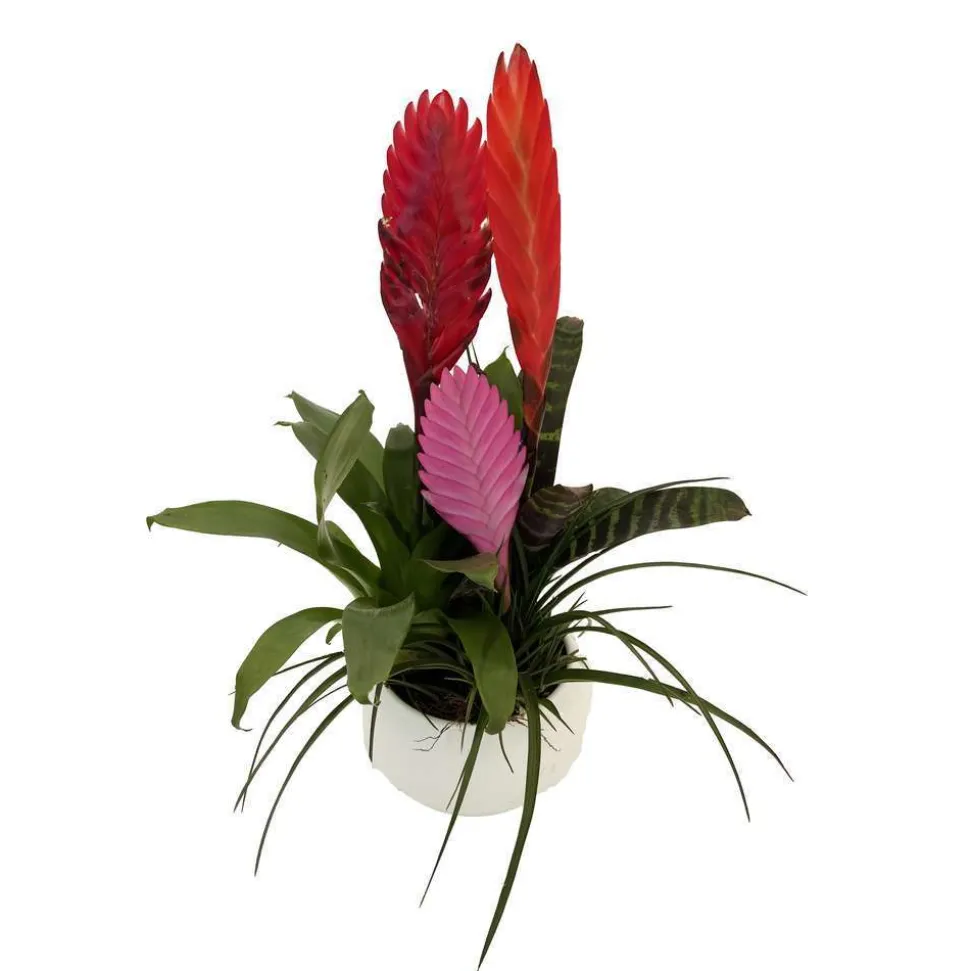 Bromeliacee Coupe céramique D16 cm - Coloris variables