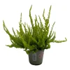 Bruyere calluna garden girls vert pot 10.5cm