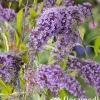 Buddleia : pot de 3L