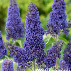 Buddleia : pot de 3L