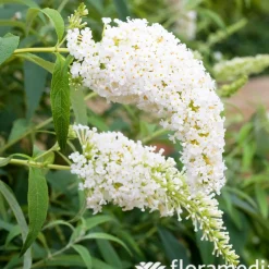 Buddleia : pot de 3L