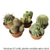 Cactus boule mix : pot D.21cm