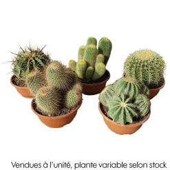 Cactus boule mix : pot D.21cm