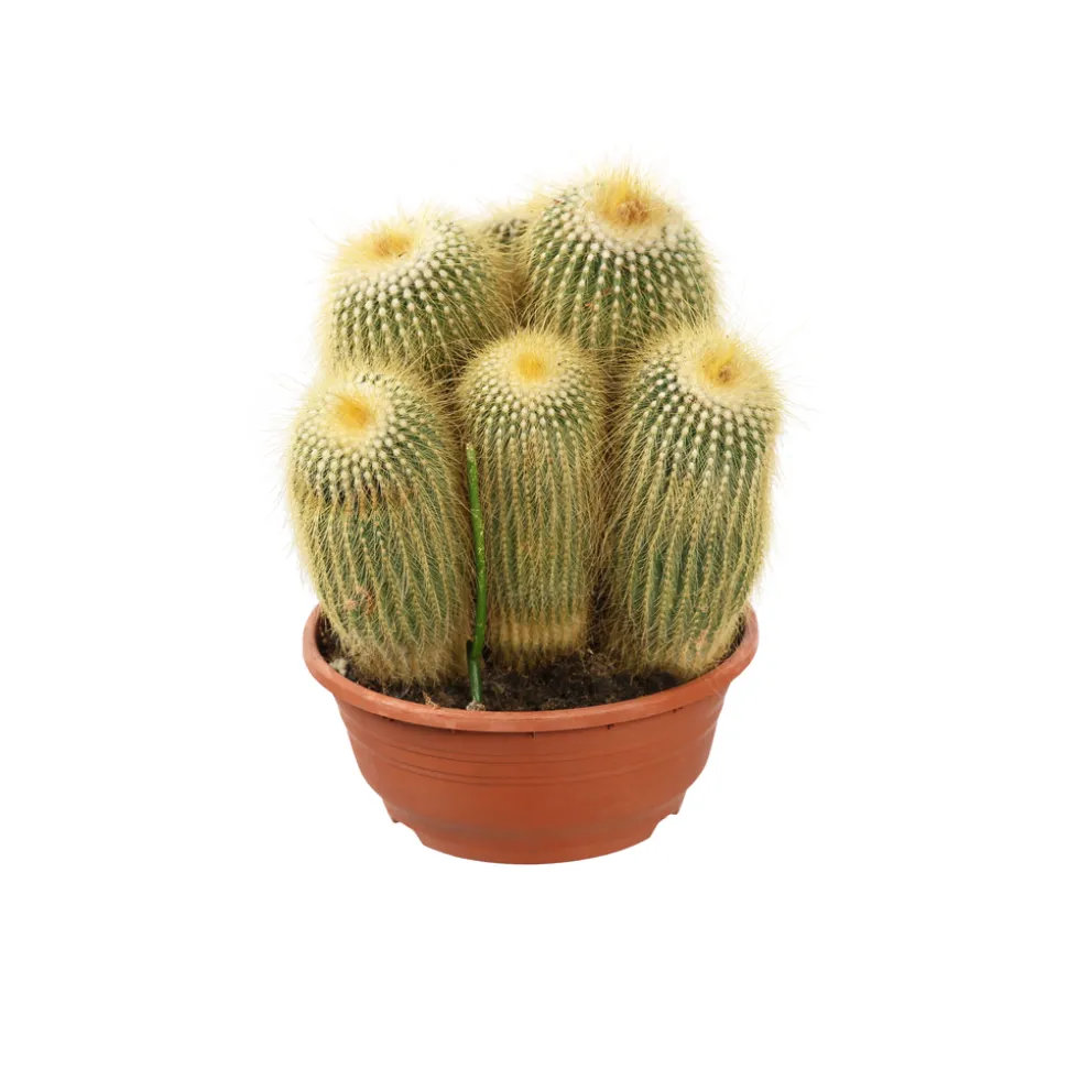 Cactus boule mix : pot D.21cm