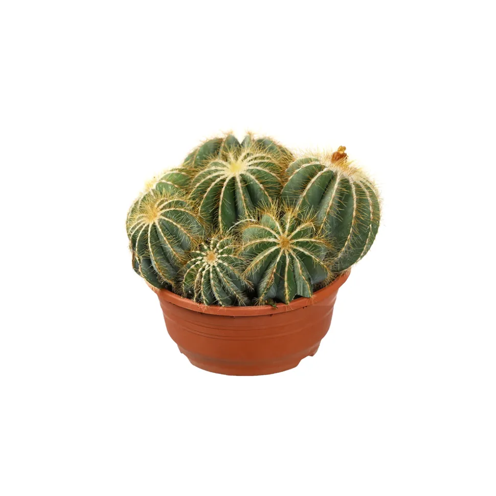 Cactus boule mix : pot D.21cm
