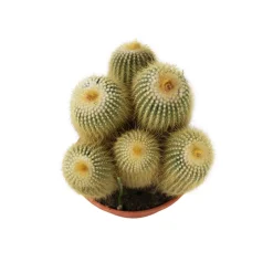 Cactus boule mix : pot D.21cm