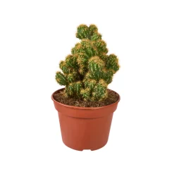 Cactus mix : Pot D.15cm
