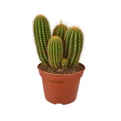 Cactus mix : Pot D.15cm