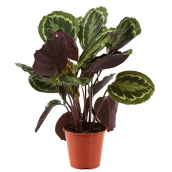 Calathéa médaillon, pot D19cm