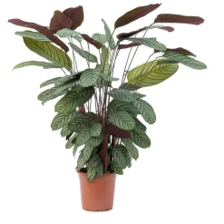 Calathea oppenheimiana Pot D24cm