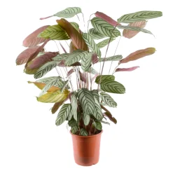 Calathea oppenheimiana Pot D24cm