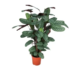 Calathea oppenheimiana Pot D24cm
