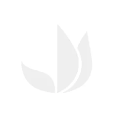 Calathea warscewiczii : pot D.19cm