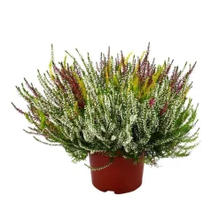 Calluna Beauty Ladies® trio : conteneur de diamètre 17 cm