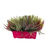 Calluna Garden Girls® : jardinière de 40 cm