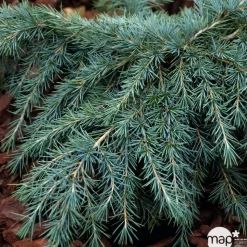 Cèdre de l'Himalaya 'Feeling Blue'- Cedrus Deodara 30/40 : pot 3L