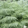 Cèdre du Japon (Cryptomeria japonica) 'Elegans Viridis' 40/50 : pot 3L