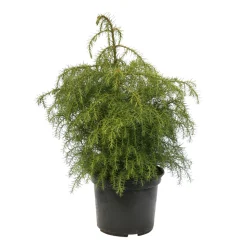 Cèdre du Japon (Cryptomeria japonica) 'Elegans Viridis' 40/50 : pot 3L