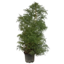 Cèdre du Japon (Cryptomeria japonica) 'Elegans' 40/60 : pot 3L