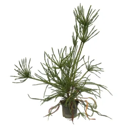 Cèdre du Japon-Cryptomeria japonica- 'Araucarioides' 40/60 : pot 3L
