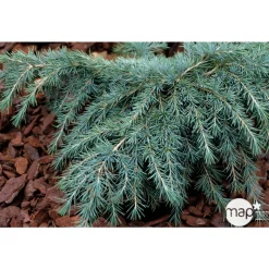 Cedrus Deodara Feeling Blue : H. 30/40 cm pot 4L