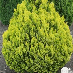Chamaecyparis Lawsoniana 'Minima aurea' : H 30/40 cm, pot 3L