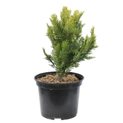 Chamaecyparis Lawsoniana 'Minima aurea' : H 30/40 cm, pot 3L