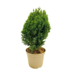 Chamaecyparis Lawsoniana 'Minima Glauca' : H. 25/30 cm, pot 4L