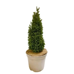 Chamaecyparis Lawsoniana Ellwood's Gold : 40/50 cm pot 4L