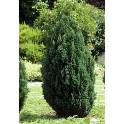 Chamaecyparis Lawsoniana Ellwoodii : 40/50 cm pot 4L