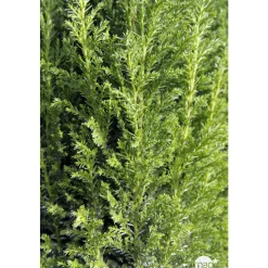 Chamaecyparis Lawsoniana Ellwoodii : 40/50 cm pot 4L