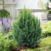 Chamaecyparis lawsoniana 'Ellwoodii' :40/60cm 4L
