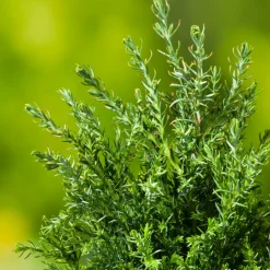 Chamaecyparis lawsoniana 'Ellwoodii' :40/60cm 4L