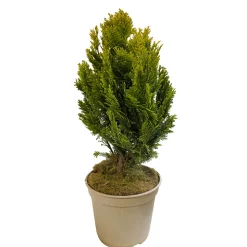 Chamaecyparis Lawsoniana 'Minima aurea' : H 25/30 cm, pot 4L