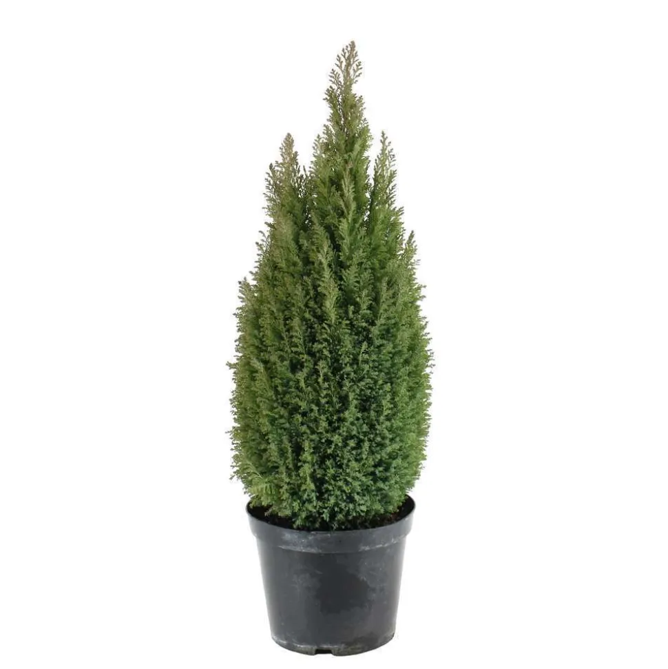 Chamaecyparis lawsoniana 'Ellwood's Gold ': h 60/70 cm pot 10L