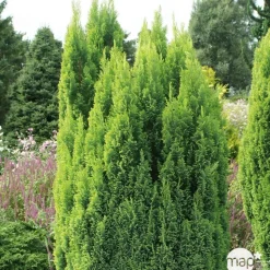 Chamaecyparis lawsoniana 'Ellwood's Gold ': h 60/70 cm pot 10L