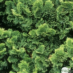 Chamaecyparis obtusa Nana Gracilis, greffé : H 25/30 : pot 3 L