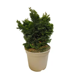 Chamaecyparis obtusa Nana Gracilis : H 25/30 : pot 4 L