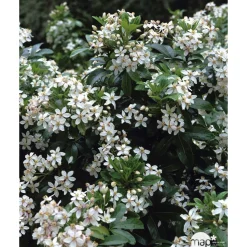 Choisya ternata : ctr 2 litres